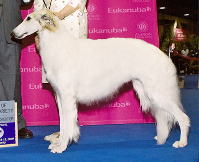 Top Best of Opposite Sex Borzoi 2009